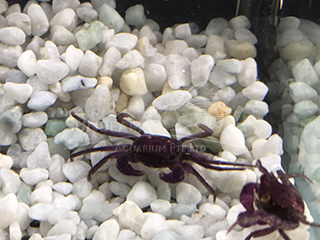 Full Black Vampire Crab
