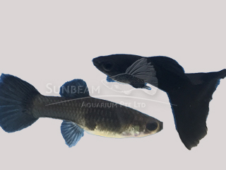 black moscow guppy