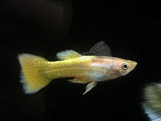 24k Golden Guppy
