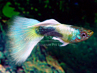German Yellow Guppy