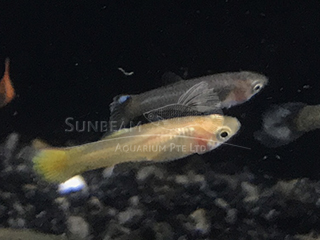 Feeder Guppy