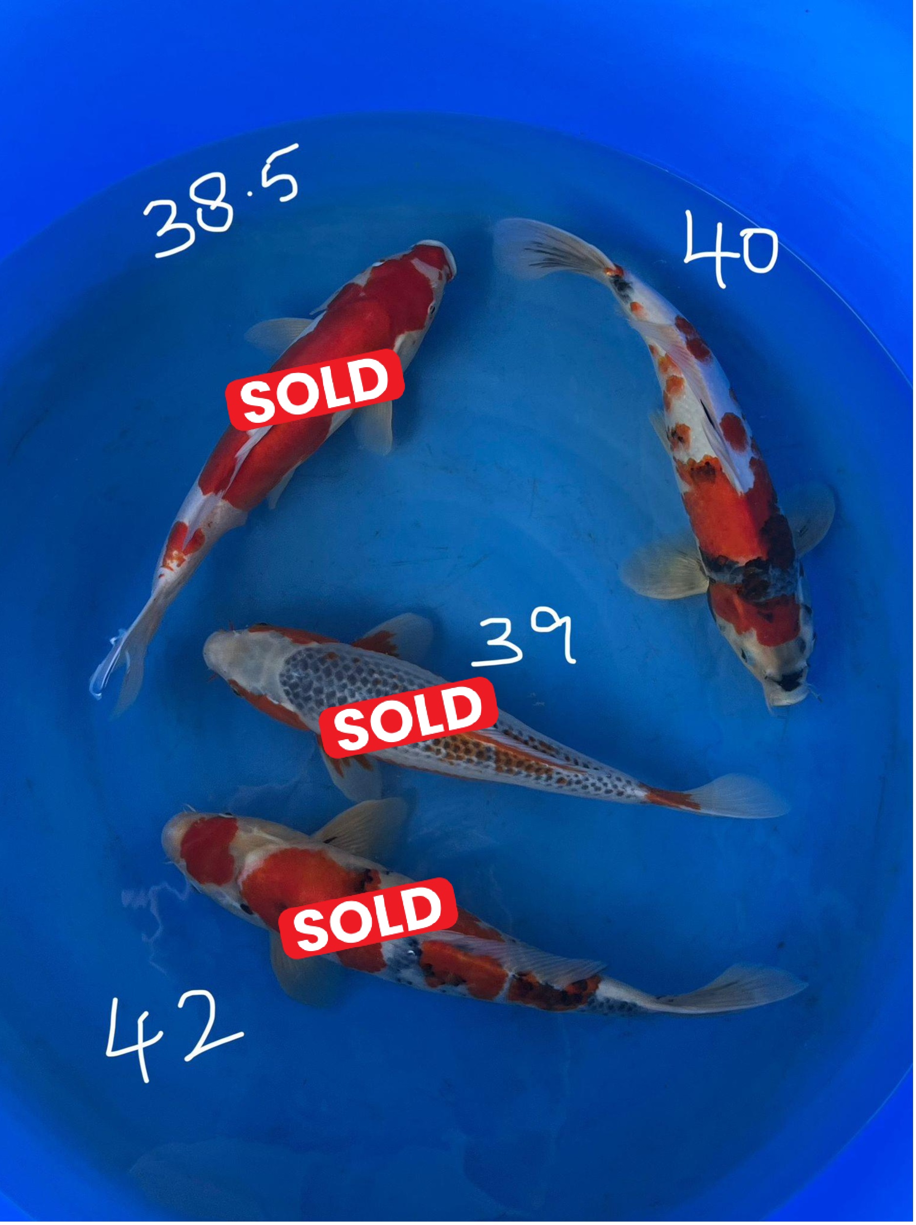 Showa 40 cm