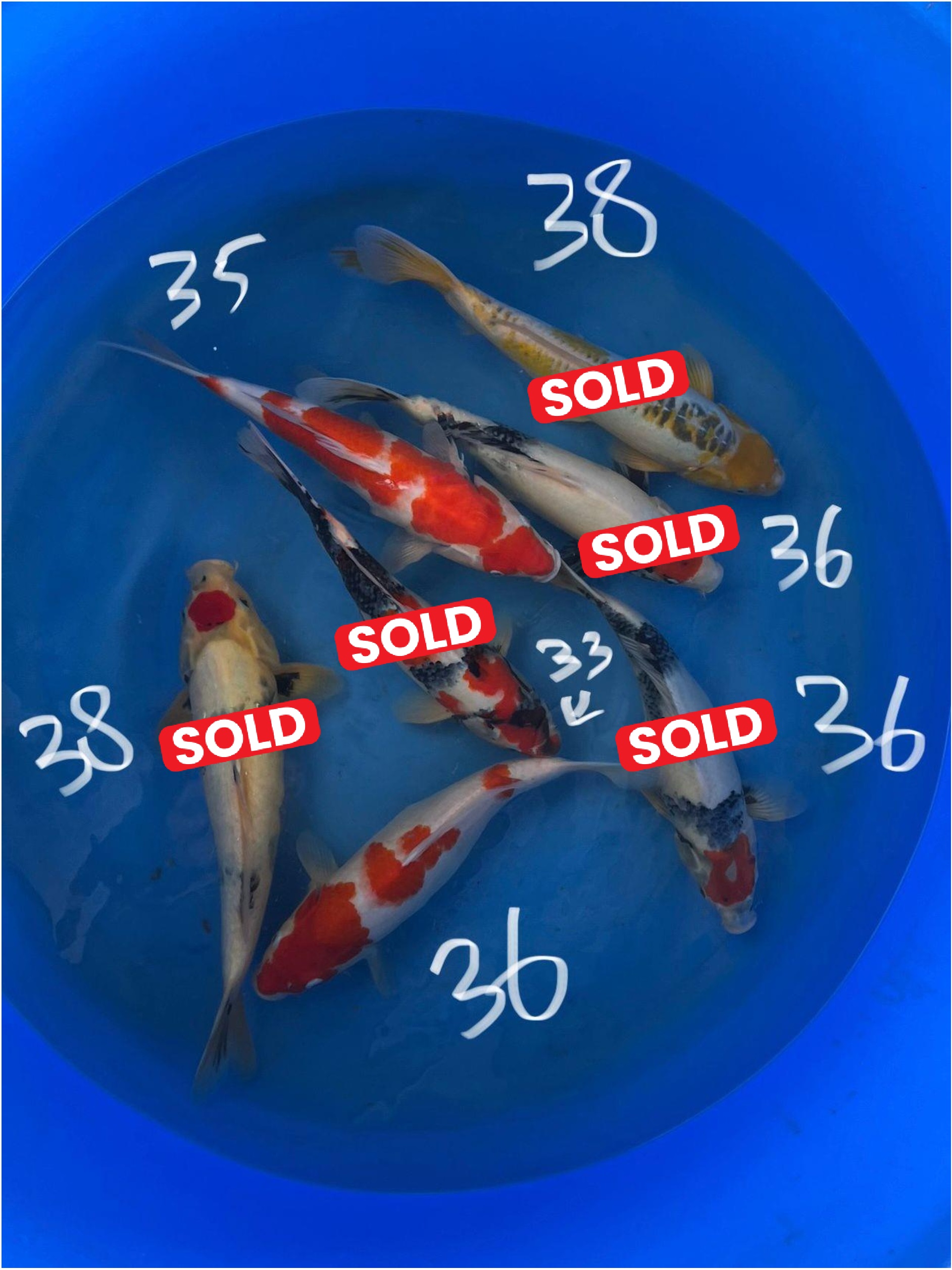 Kohaku 35-36 cm