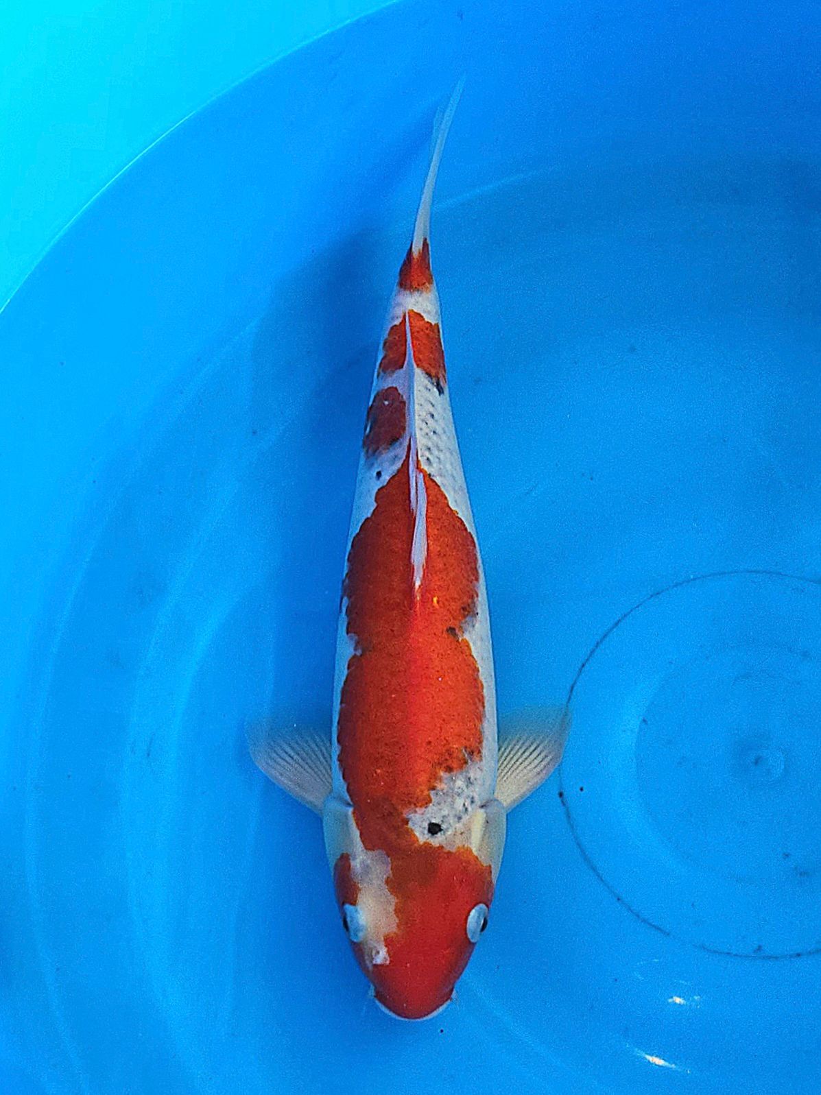Goshiki 33 cm
