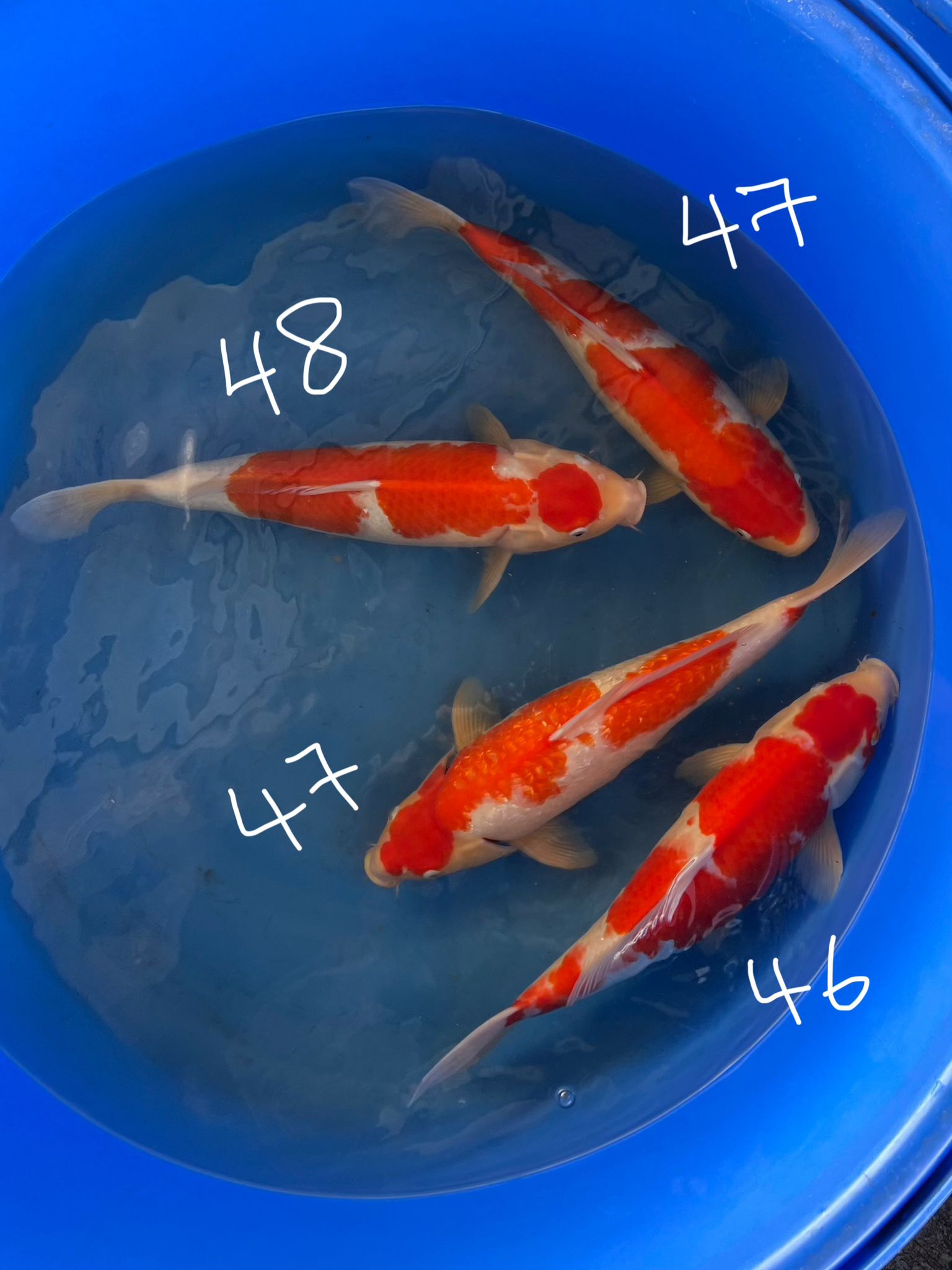 Kohaku & Ginrin Kohaku