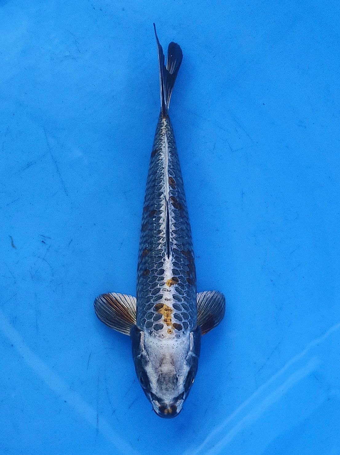 Kogane Ochiba 28cm 