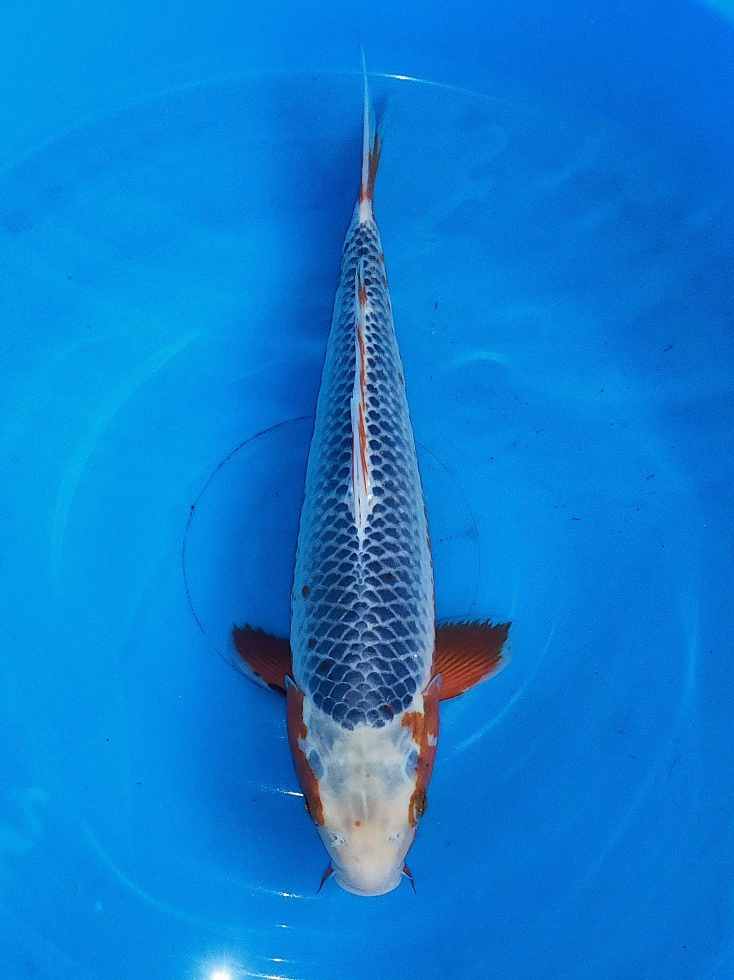 Asagi 39 cm