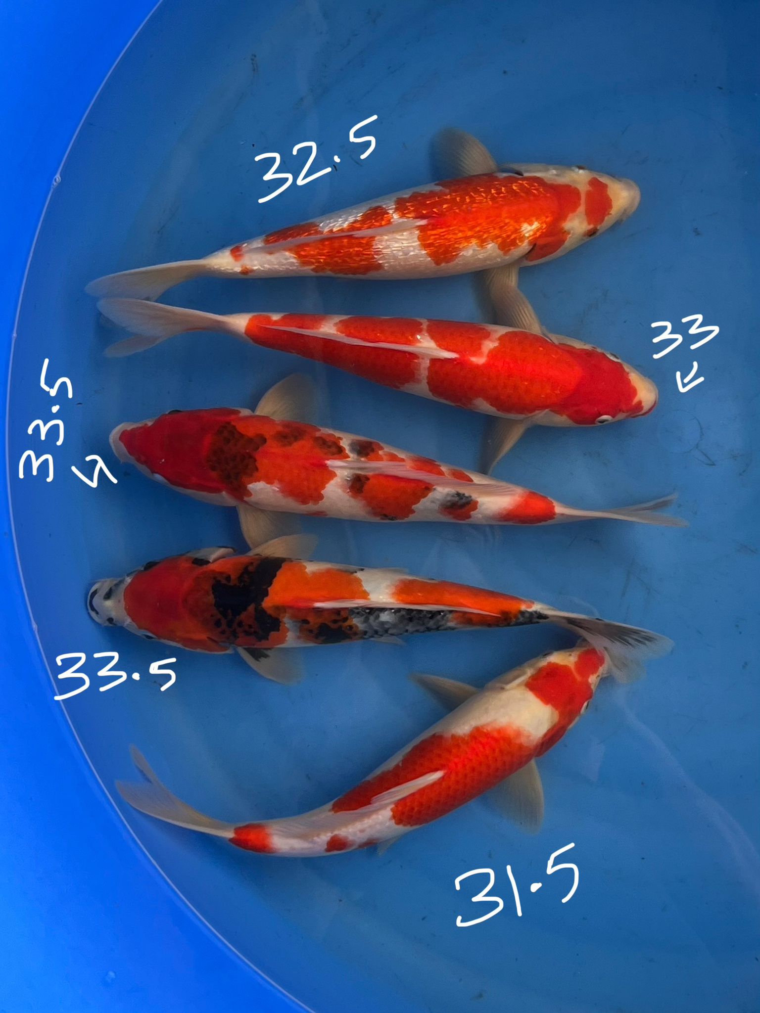 Ginrin Kohaku; Kohaku; Showa