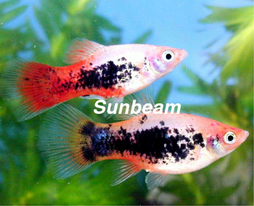 sunburst tuxedo platy 