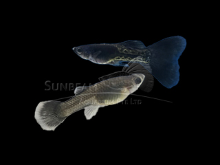 metal snake black lace Guppy