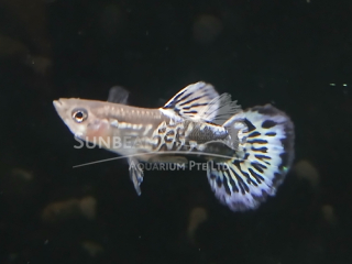 Blue Ivory Guppy