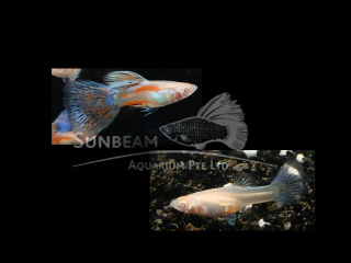 Albino Pink Grass Guppy