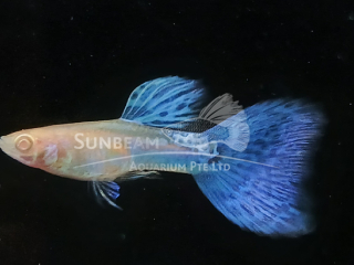 Albino Blue Grass Guppy