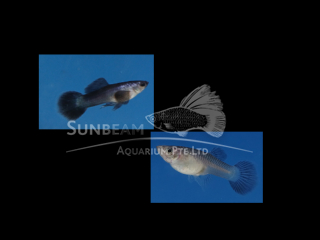 Blue Panda Guppy