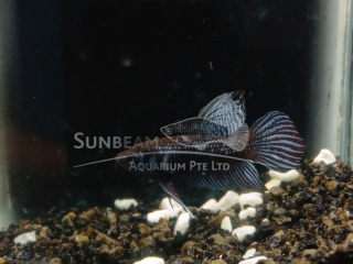 Mangrove Betta