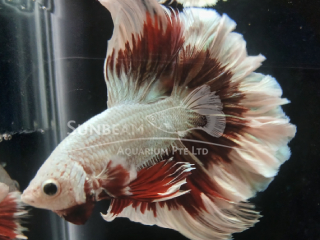 HM Butterfly Red Dragon