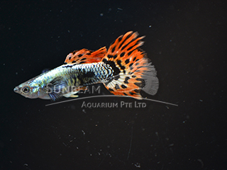 mosaic dumbo ear guppy