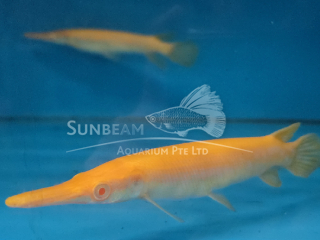 Albino Alligator Gar