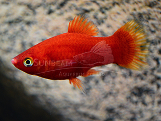 RED PLATY