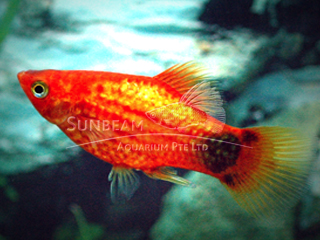 NEON RED MOON PLATY