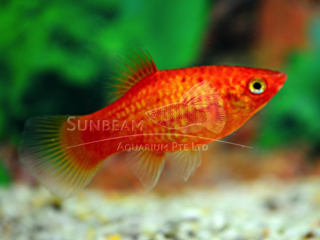 NEON RED PLATY