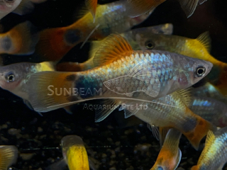 BLUE BUTTERFLY PLATY