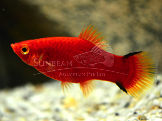 RED Comet PLATY
