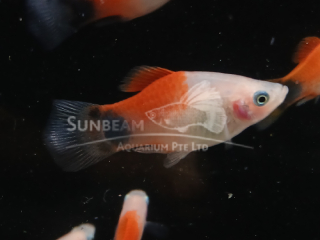 RED & WHITE MOON PLATY