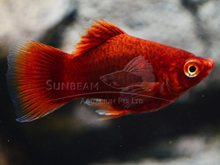 RED BALLON PLATY