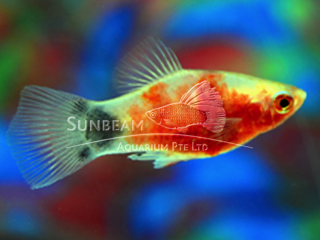 RED TIGER MOON PLATY