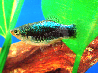 BLUE TUXEDO PLATY