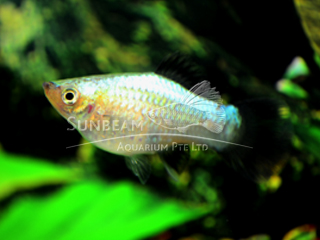BLUE WAGATIL PLATY