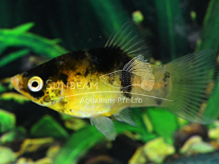 BUMBLE BEE PLATY