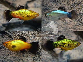 ASSORTED NEON WAGTAIL PLATY