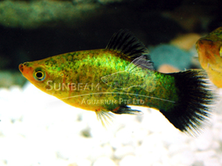 GREEN CALICO NEON PLATY