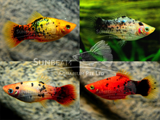ASSORTED PLATY CALICO