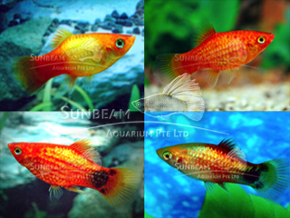 ASSORTED NEON PLATY