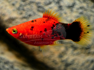 RED CALICO PLATY
