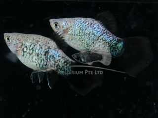 BLUE WAGATIL CALICO PLATY