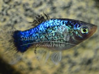 BLUE CALICO PLATY