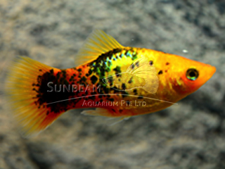 SUNSET CALICO PLATY