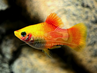GOLDEN PLATY