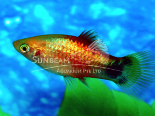 GOLDEN MOON NEON PLATY