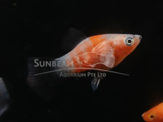 RED TIGER WAGTAIL PLATY