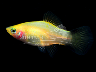 GOLDEN COMET PLATY