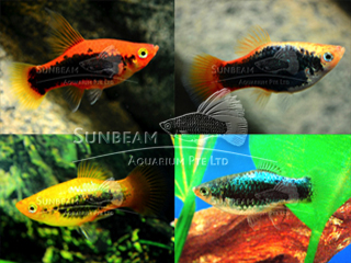 ASSORTED TUXEDO PLATY