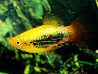 SUNSET TUXEDO PLATY