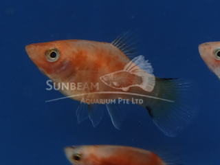 RED TIGER COMET PLATY
