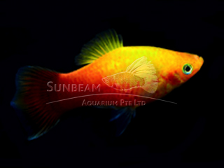 SUNSET PLATY
