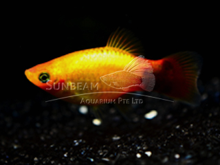 SUNSET MOON NEON PLATY